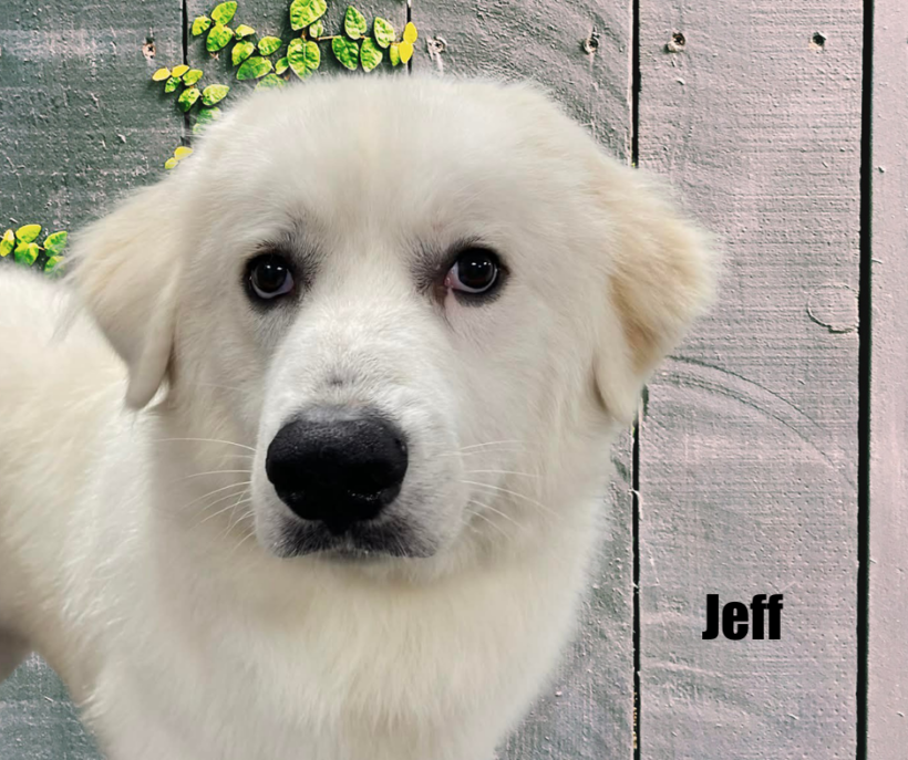Jeff