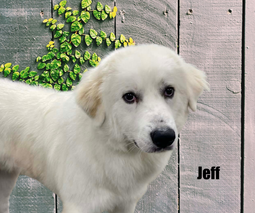 Jeff