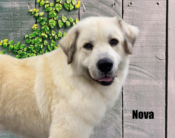 Nova