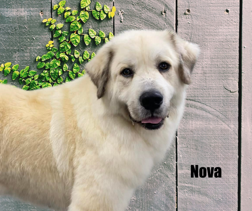 Nova