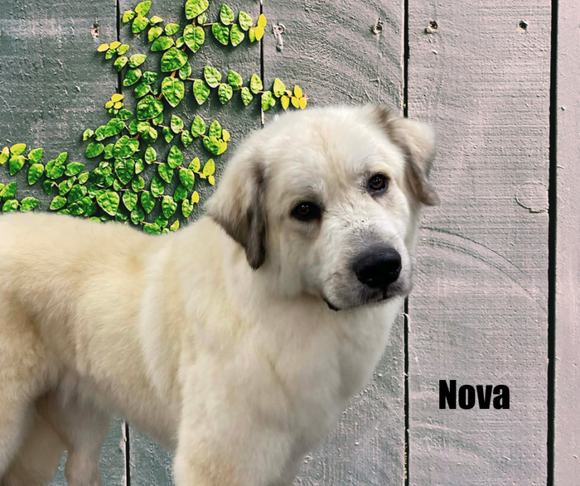 Nova