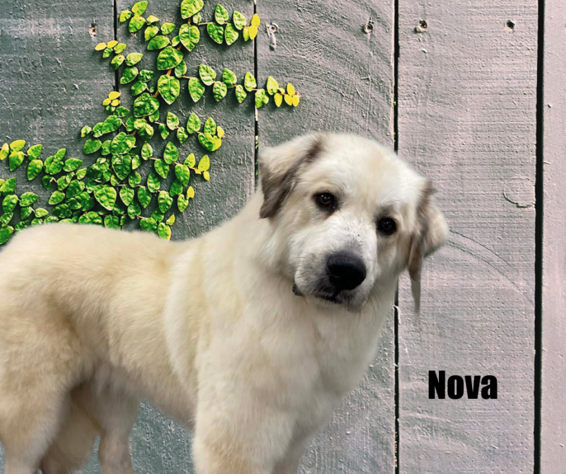 Nova