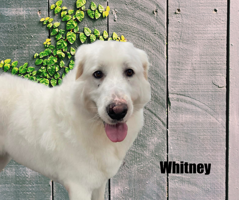 Whitney