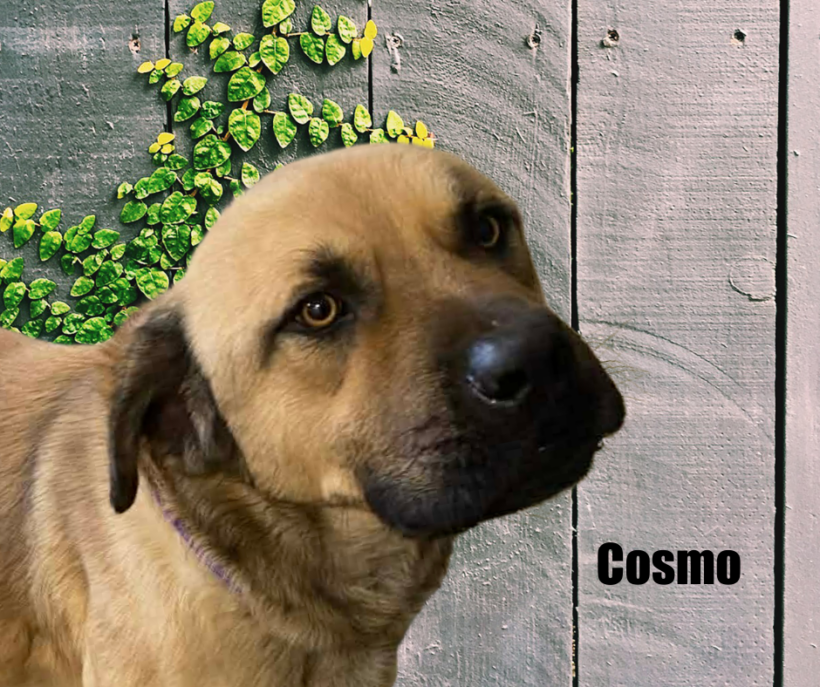 Cosmo Cosmo