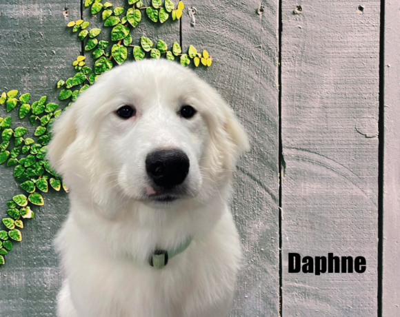 Daphne Daphne