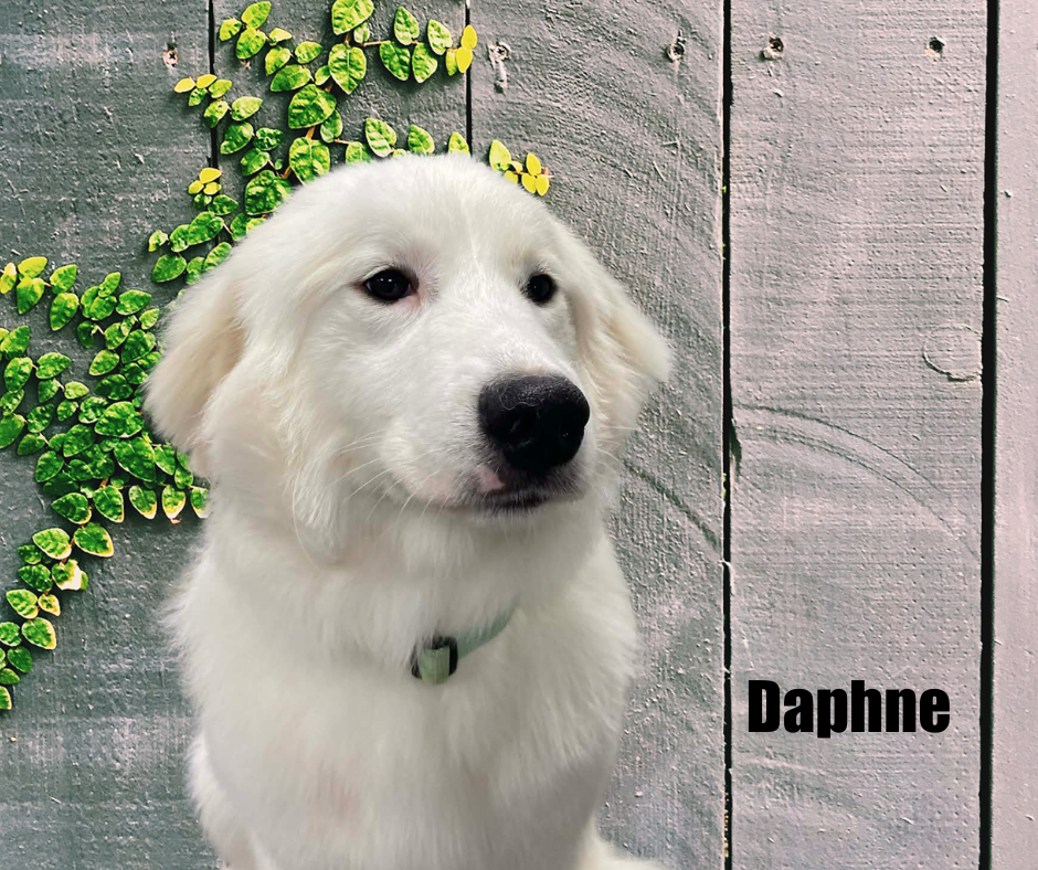 Daphne Daphne