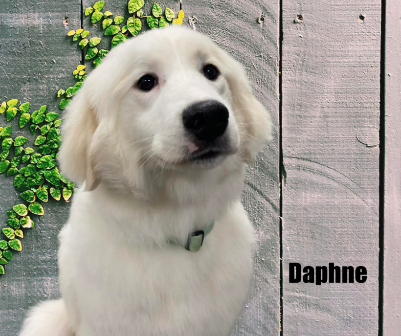Daphne
