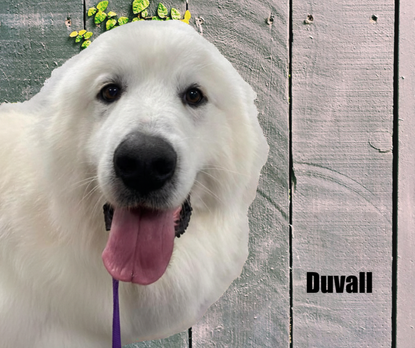 Duvall Duvall