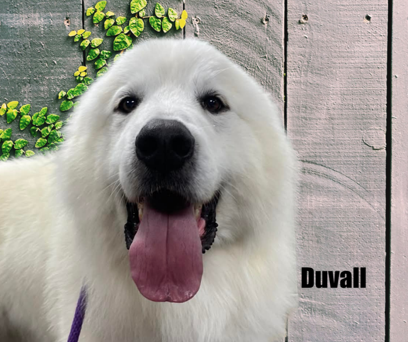 Duvall Duvall