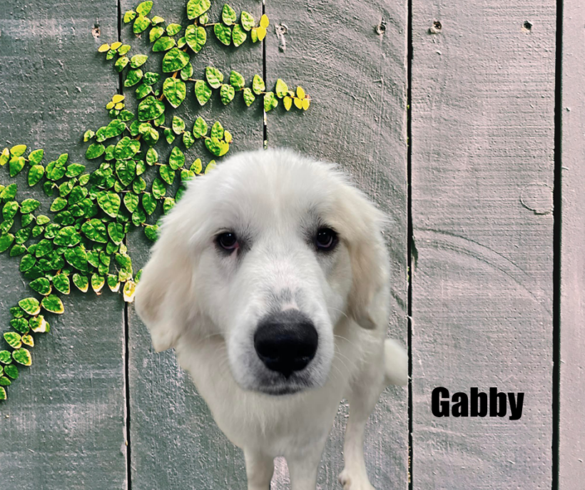 Gabby