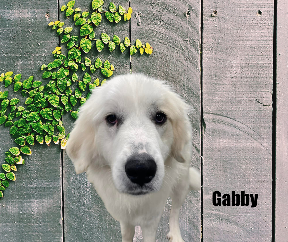 Gabby Gabby