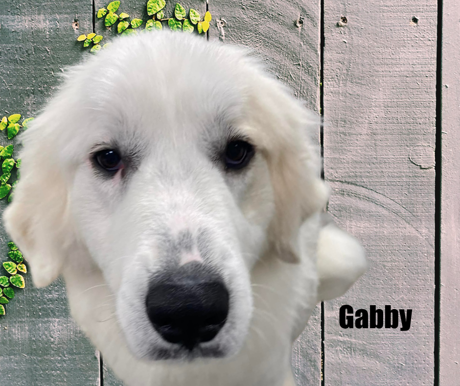 Gabby Gabby