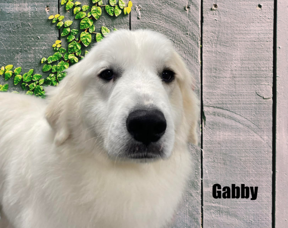 Gabby Gabby