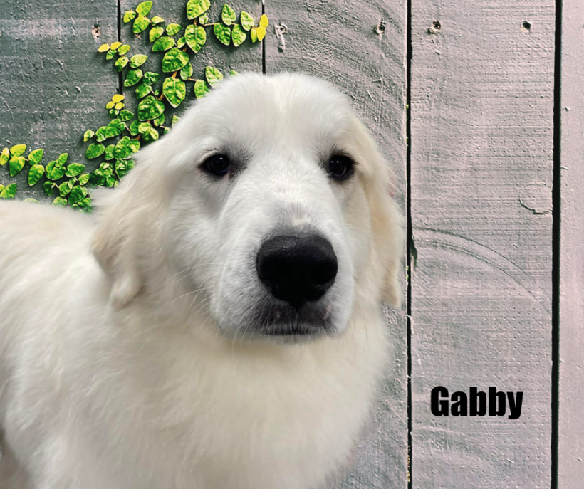 Gabby