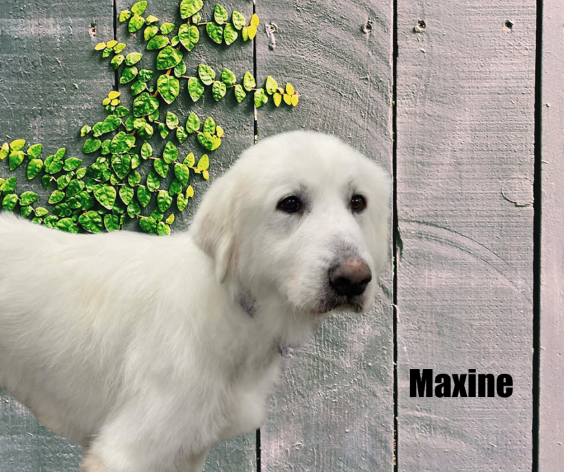 Maxine