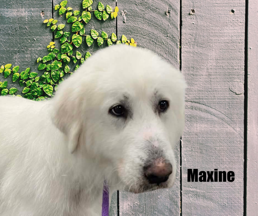Maxine