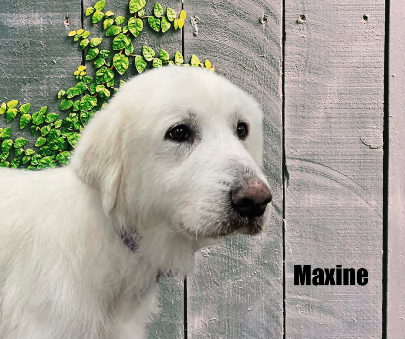 Maxine