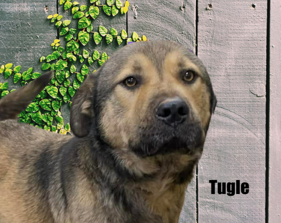 Tugle Tugle