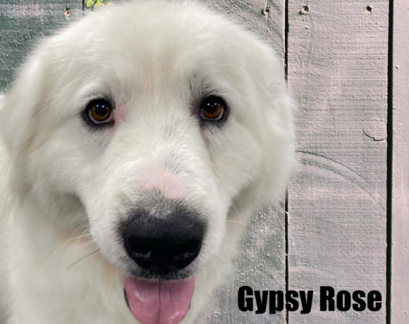 Gypsy Rose
