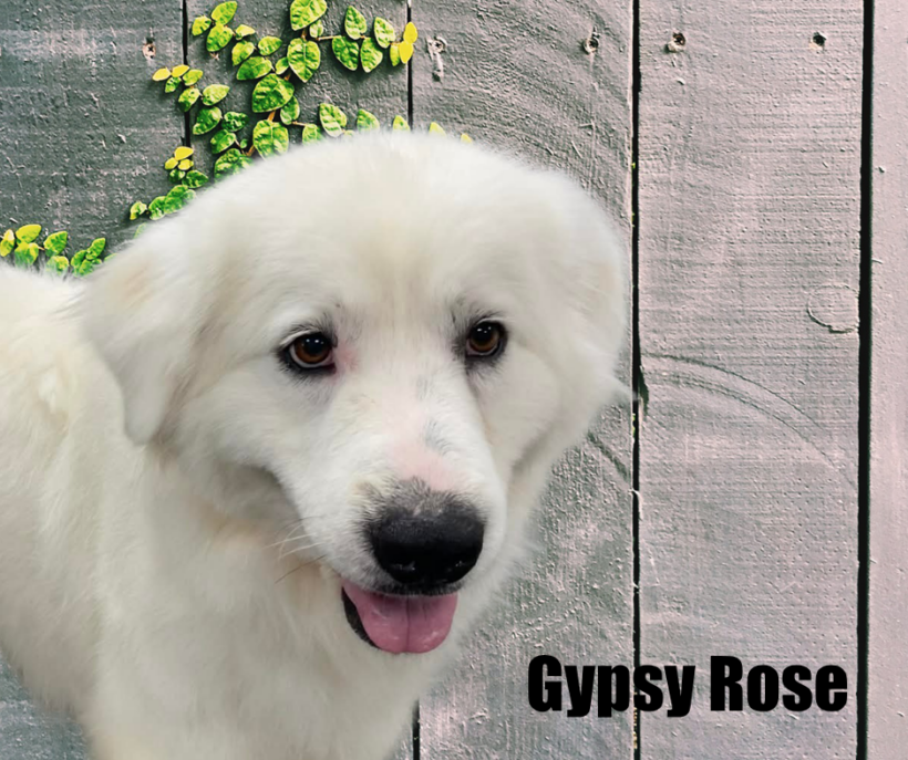 Gypsy Rose