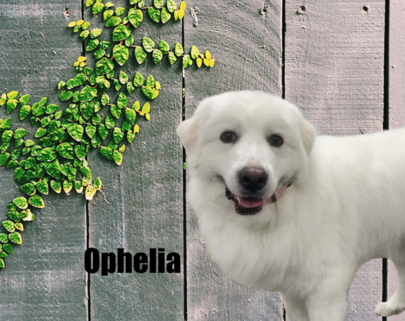 Ophelia