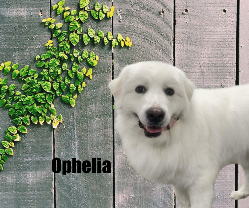 Ophelia