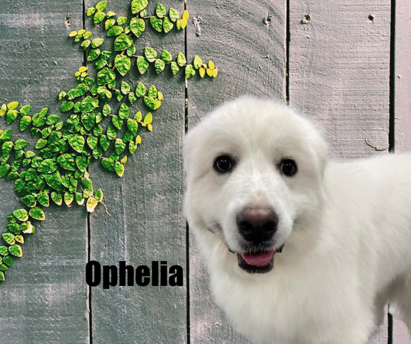 Ophelia