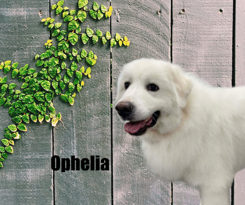 Ophelia