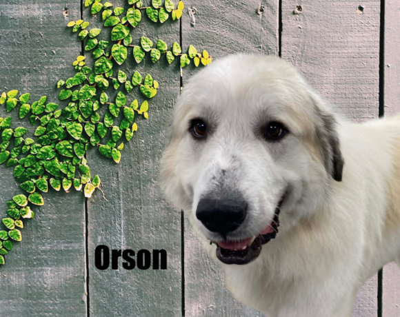 Orson