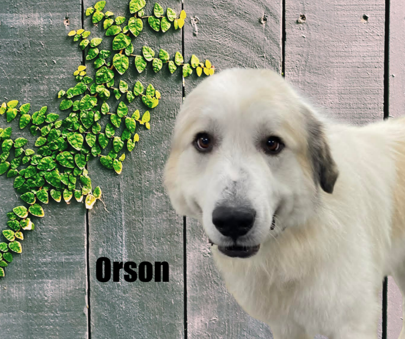 Orson