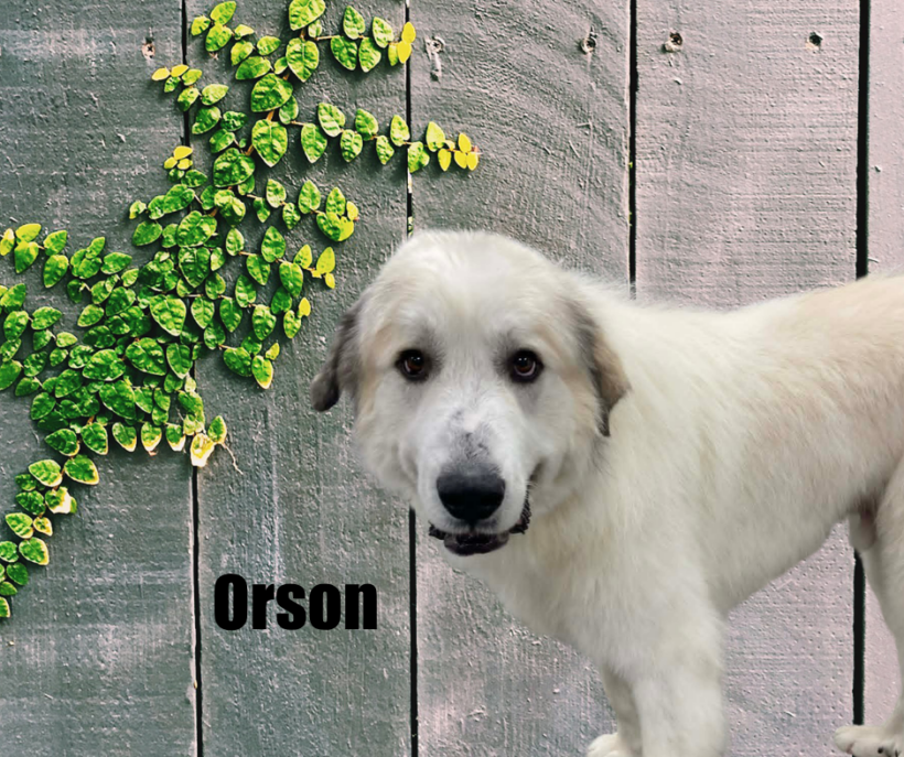 Orson