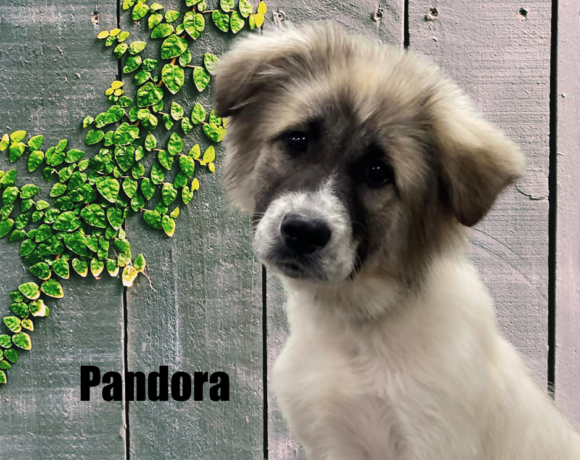 Pandora