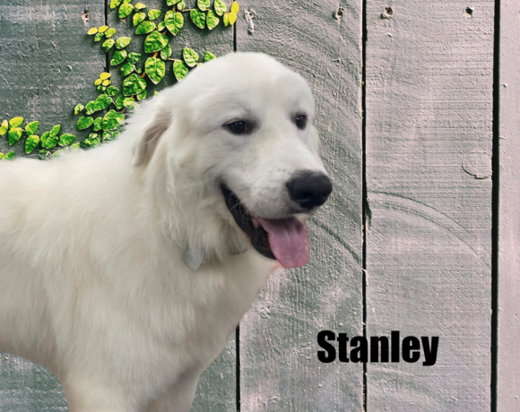 Stanley
