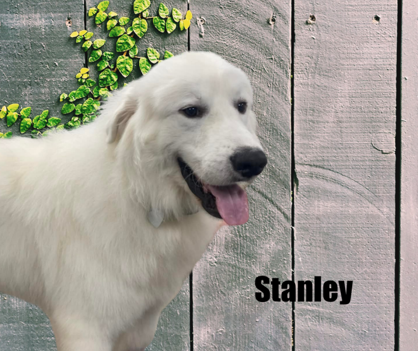 Stanley