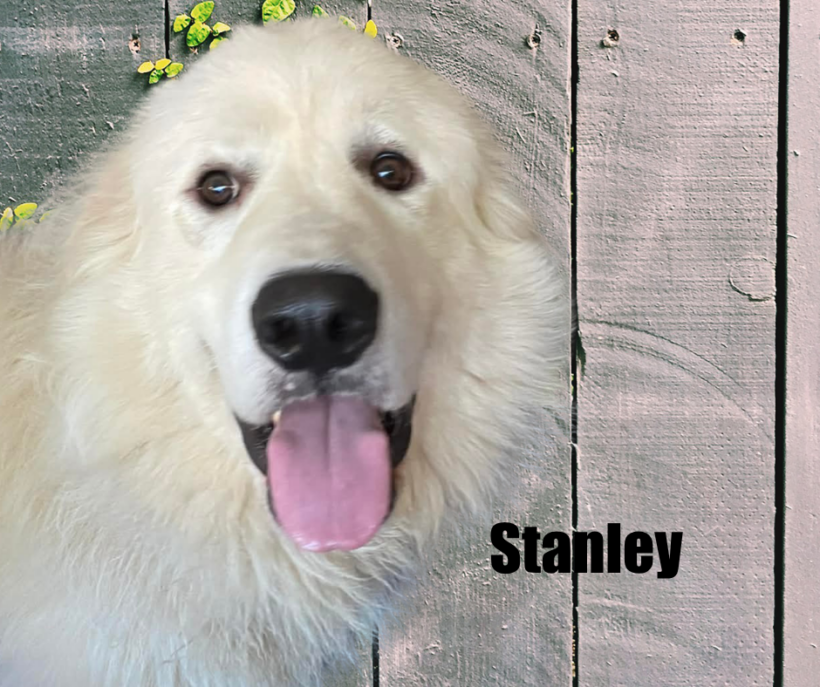 Stanley