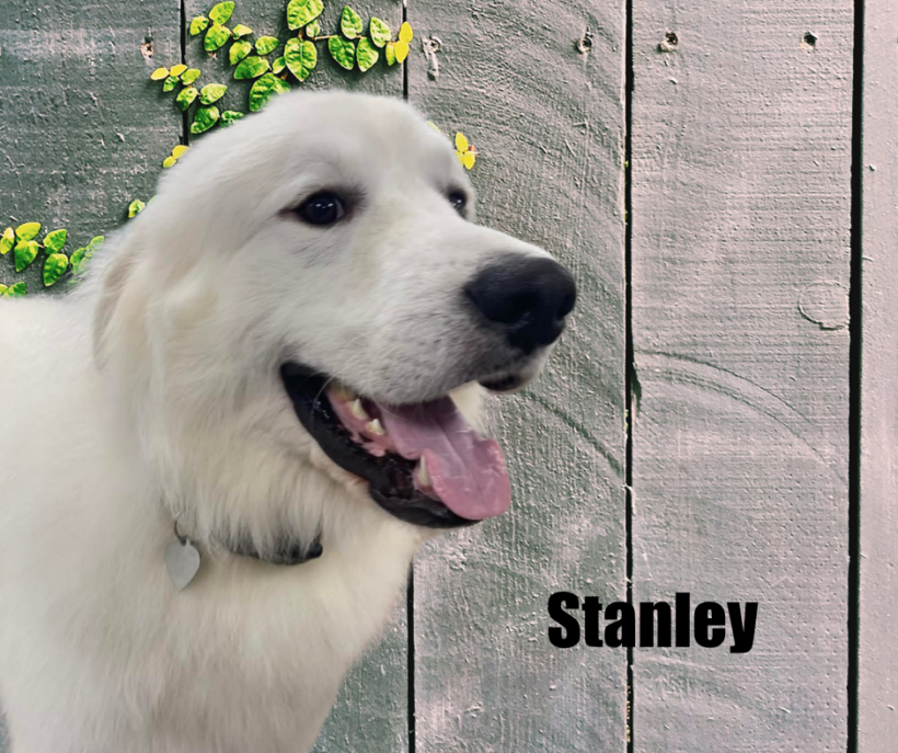 Stanley
