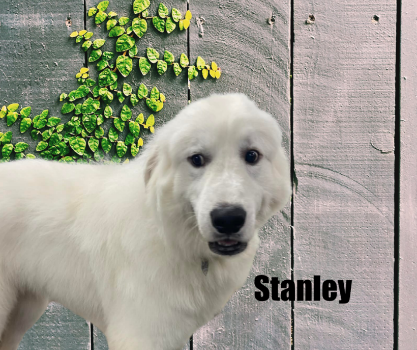 Stanley