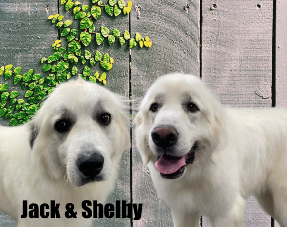 Jack & Shelby