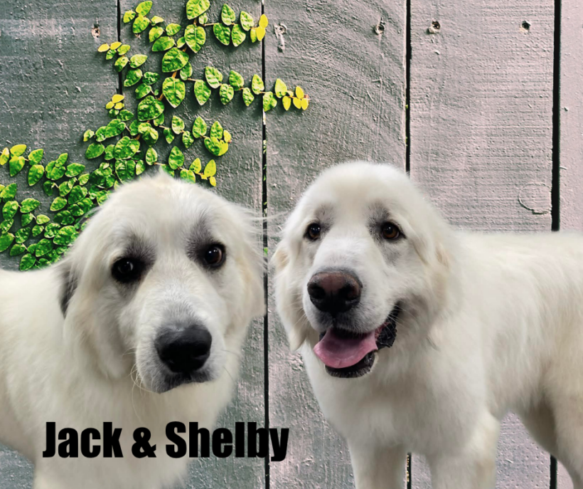 Jack & Shelby