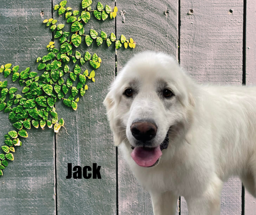 Jack & Shelby