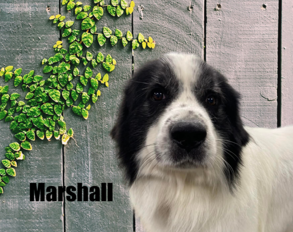 Marshall