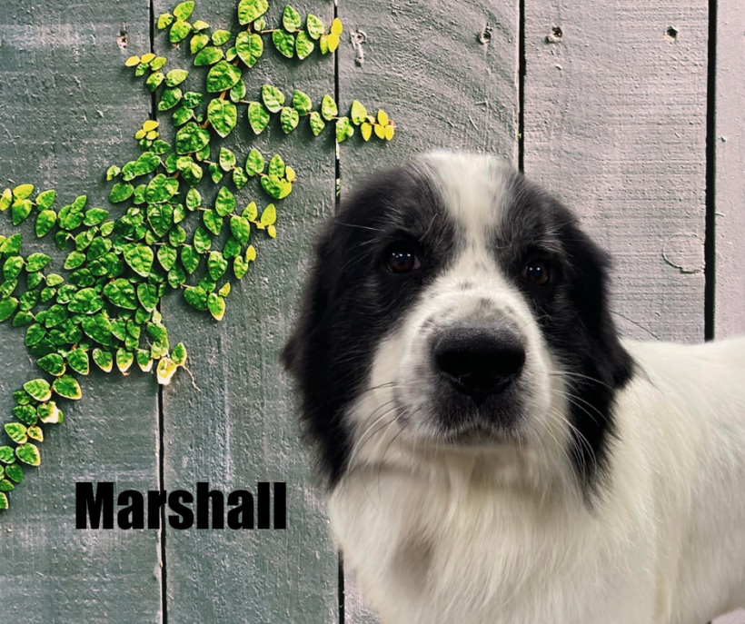 Marshall