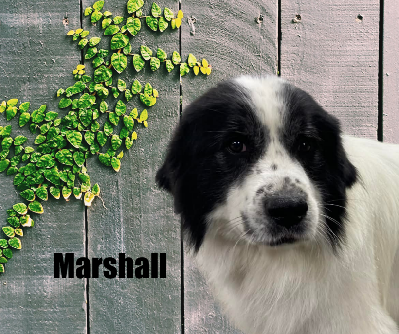 Marshall