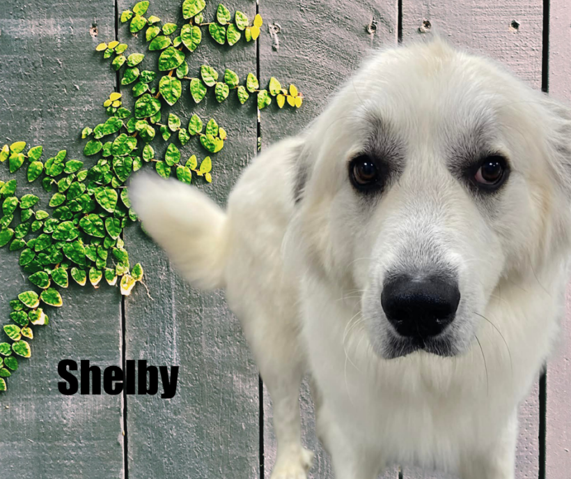 Jack & Shelby