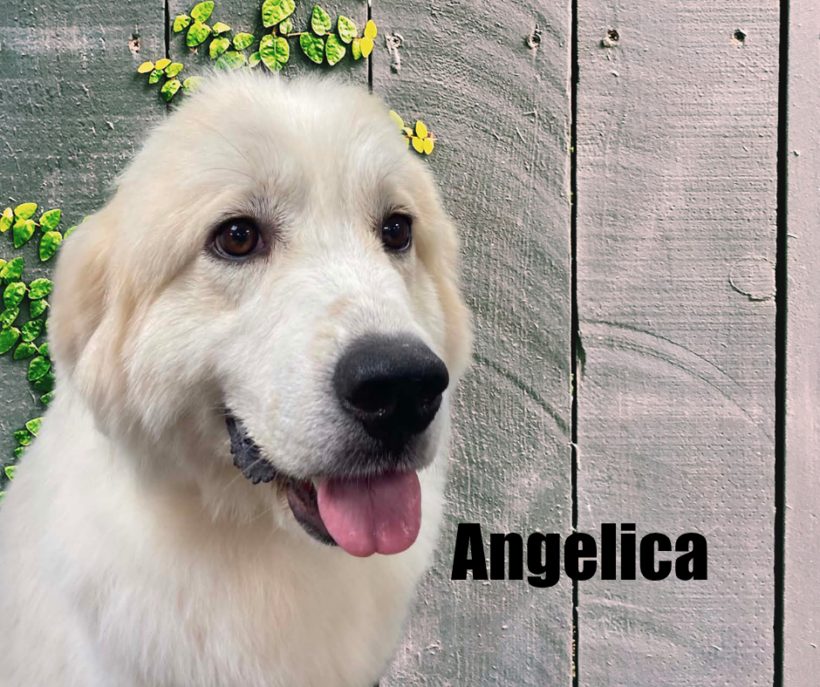 Angelica