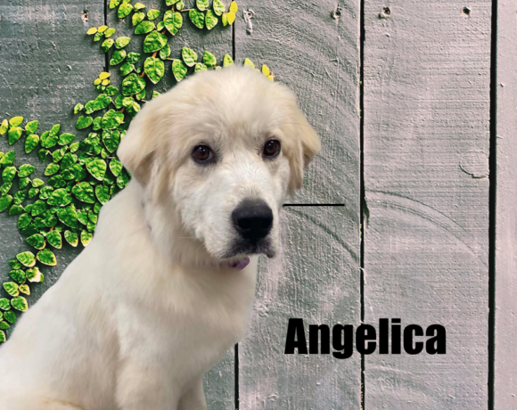 Angelica