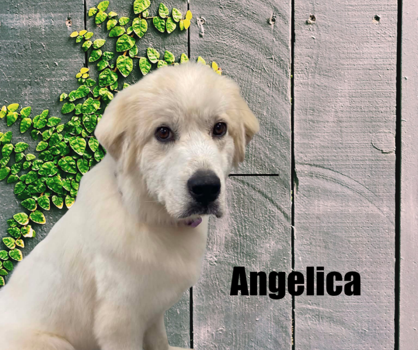 Angelica