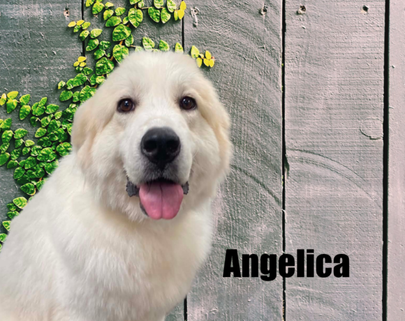 Angelica
