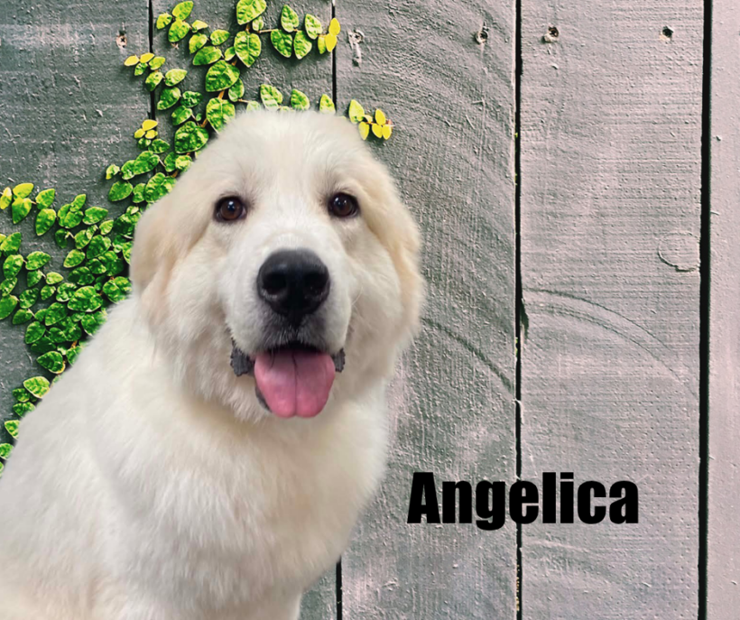 Angelica