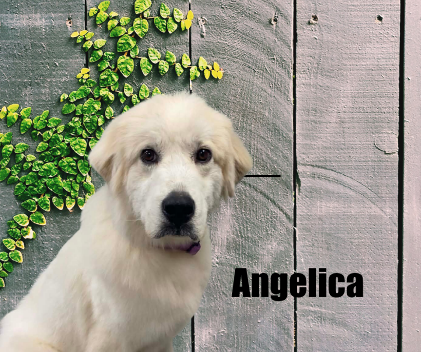 Angelica